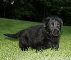 Stunning German Shepard puppies available for sale