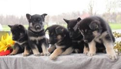 AKC German Shepherd Puppies for Re-Homing