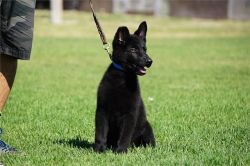 Curious German Shepherd Puppies For Sale.Male And Female.