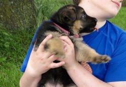 cute lovely German shepherd puppies for adoption