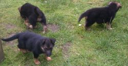 AKC German Shepherd Puppies for Re-Homing