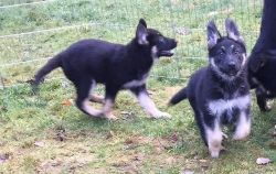 Healthy German Shepherd puppies For Sale Now