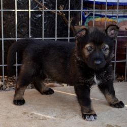 AKC Czech bloodline puppies for Protection