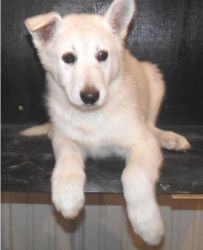 Gorgeous AKC White German Shepherd Puppies For Lovely Homes