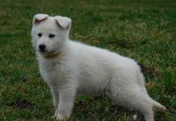 Sweet AKC White German Shepherd Puppies