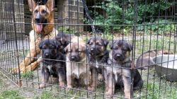 Adorable Akc German Shepherd Puppies. Call or text +1(4xx) xx8-0xx4