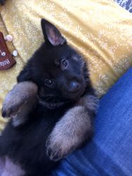 Beautiful puppy German Shepherd