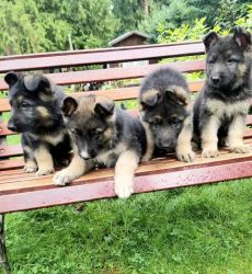 Purebred German Shepherd puppies