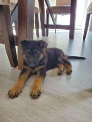 AKC registered German shepherd puppy