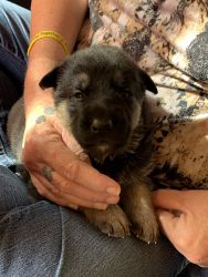 Purebred German Shepherd puppies for sale