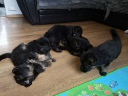 Awesome AKC High Quality Purebred German Shepherd Puppies
