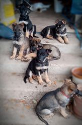 Full blood german shepherd puppies