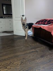 Pure breed German Shepard / 11 months / Kennel and dog house included