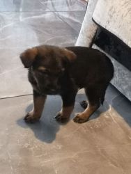 Amazing German Shepherd puppies for new home