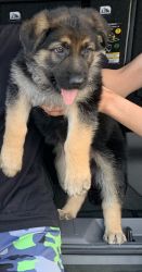 German shepherds puppies for sell