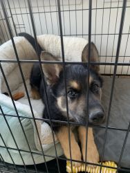I will negotiate any price !! German Shepherd puppy