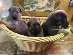 Akc german shepherd puppies in Texas