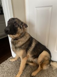 11 month German Shepherd