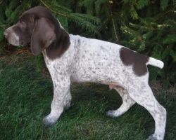 frank German Shorthaired Pointer Puppies