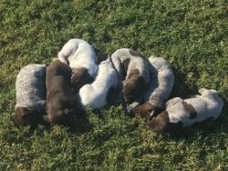 GSP Puppies ready December 1st!