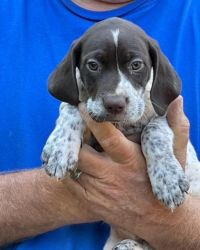 GERMAN SHORTHAIRED POINTER PUPS