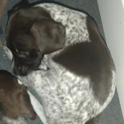 German shorthaired pointer GSP Puppies Available for Adoption