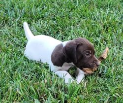 Reg German Shorthaired Pointers puppies