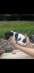High performance import GSP puppies