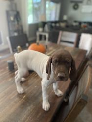 GSP Puppies for sale