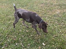 German Shorthaired Pointers Male and Female