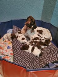 German Shorthaired Pointer pups