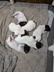 AKC GSP puppies