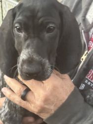 GSP puppies purebred for sale