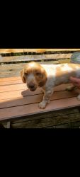 German spaniel puppies for sale