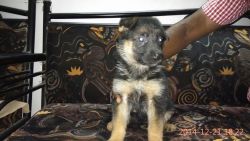 GSD PUPPIES VA RATED BREEDS AVAILABLE
