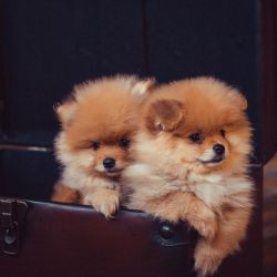 Christman German Spitz Puppies