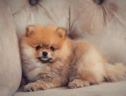 Adorable German Spitz Puppies for Rehoming