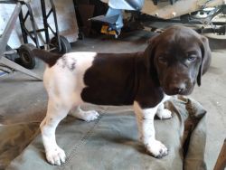 German shorthaired pointers