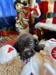 GERMAN wirehaired puppies