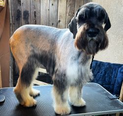 Giant Schnauzer Female Import Pet Only