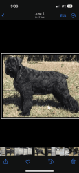 Adult Giant Schnauzers Champ Lines Health Tested