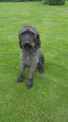 Giant schnauzer available for sale