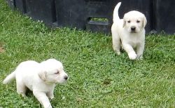 Cute lovely Goldador puppy for sale