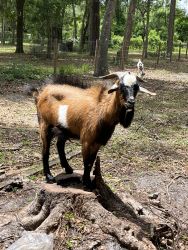 Billy Goat and Nanny goat