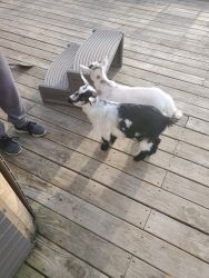 Fainting Goats