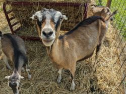 Goat Doelings, Bucklings, and Does in Milk