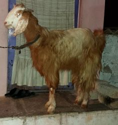 Kashmiri look beautiful goat
