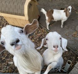 Boer/Kiko goats (1 buck &2 does)