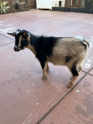 Nigerian goat