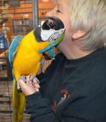 blue and gold macaw is a awesome bird